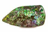 Iridescent Ammolite (Fossil Ammonite Shell) - Alberta #336270-1